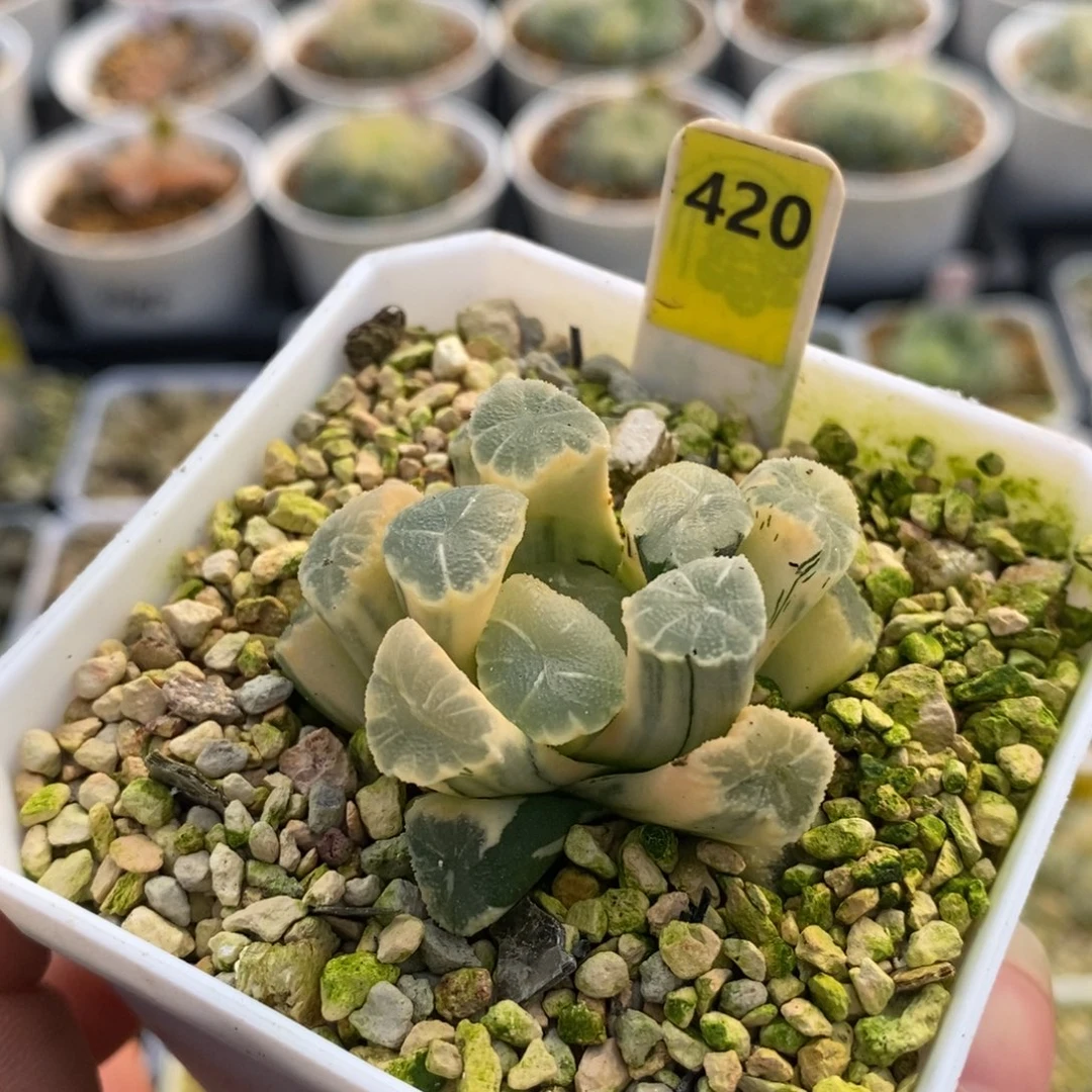 420糊班万象锦十二卷多肉