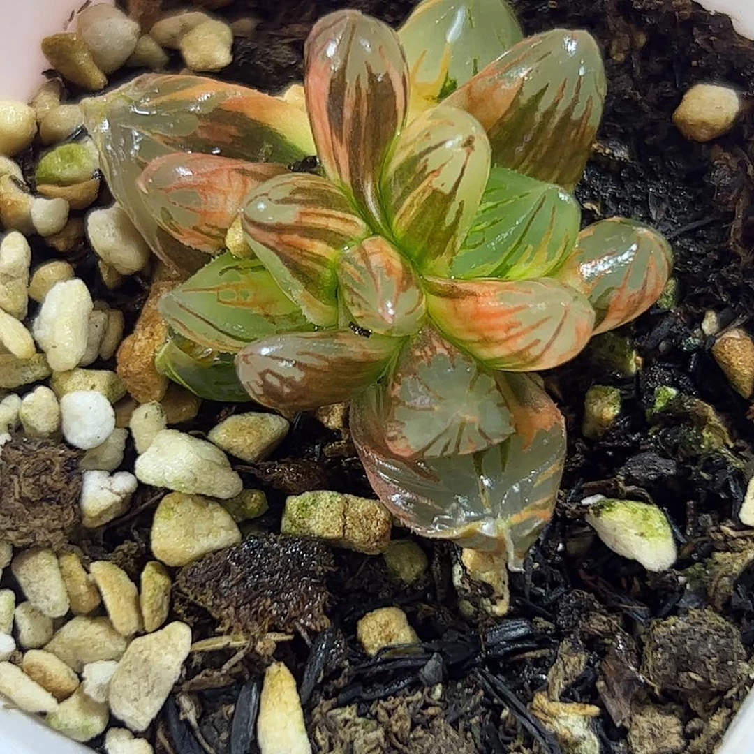 黑葡萄锦十二卷多肉植物