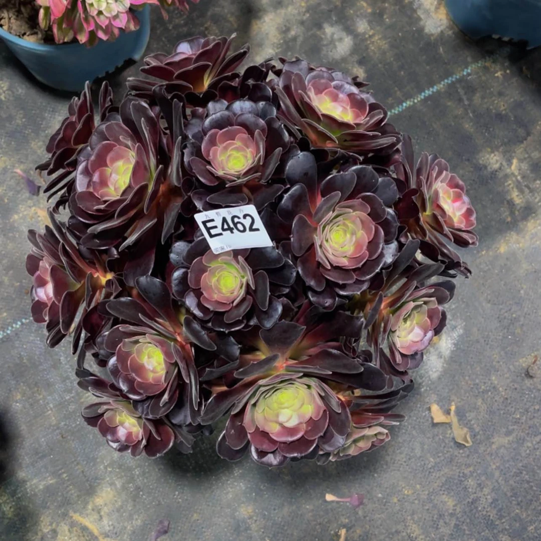 【闪购商品】46200