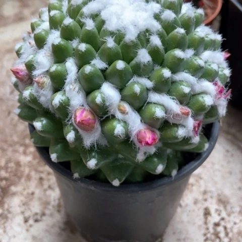 雪糕仙人球12米xrq