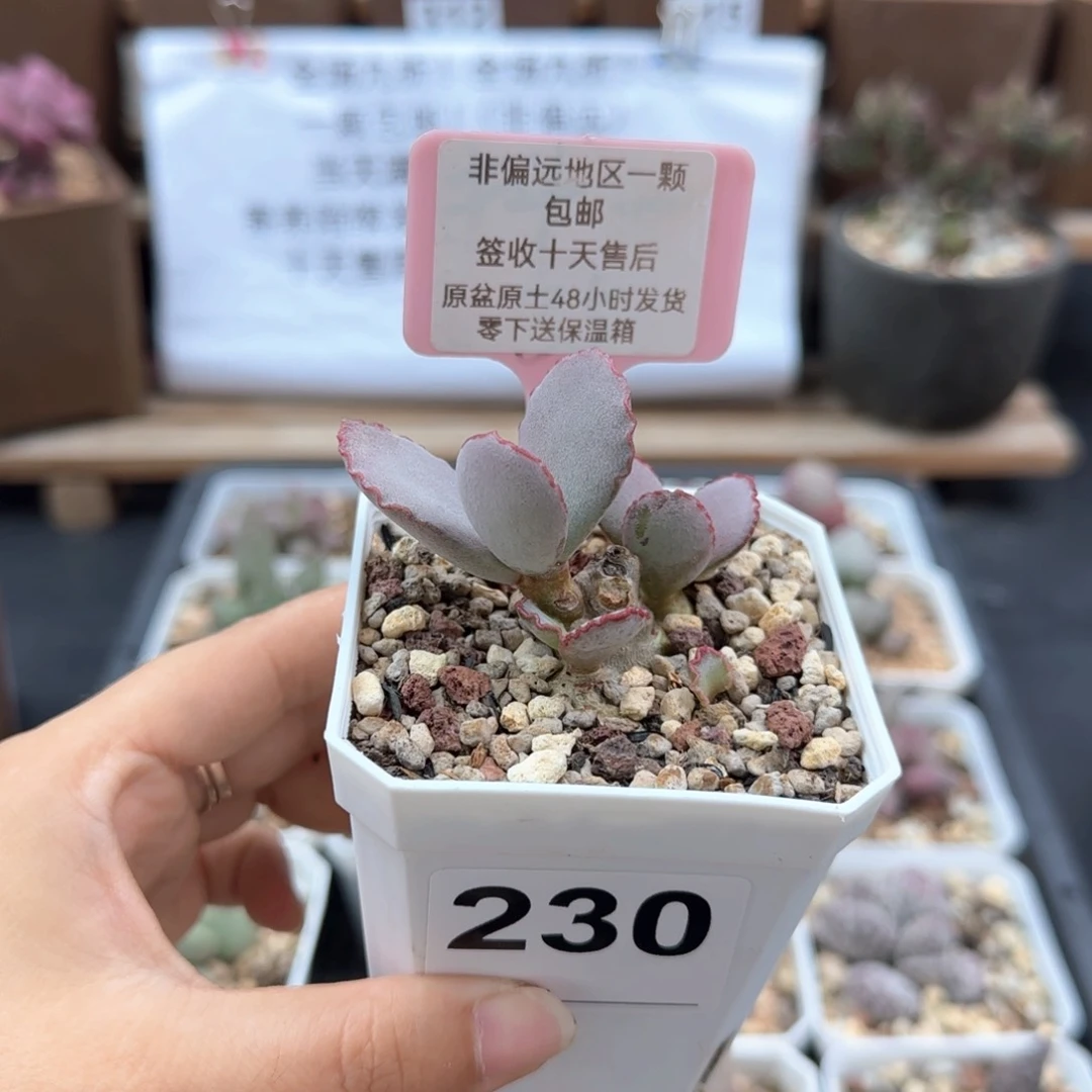 230红边皱叶多肉植物