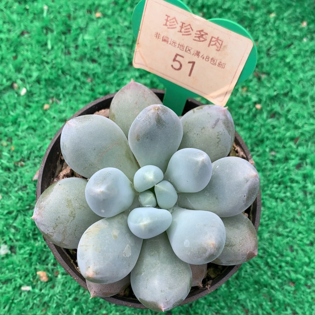 哥特萝莉单头胖体51
