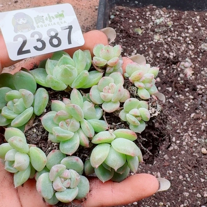多肉植物多肉植物