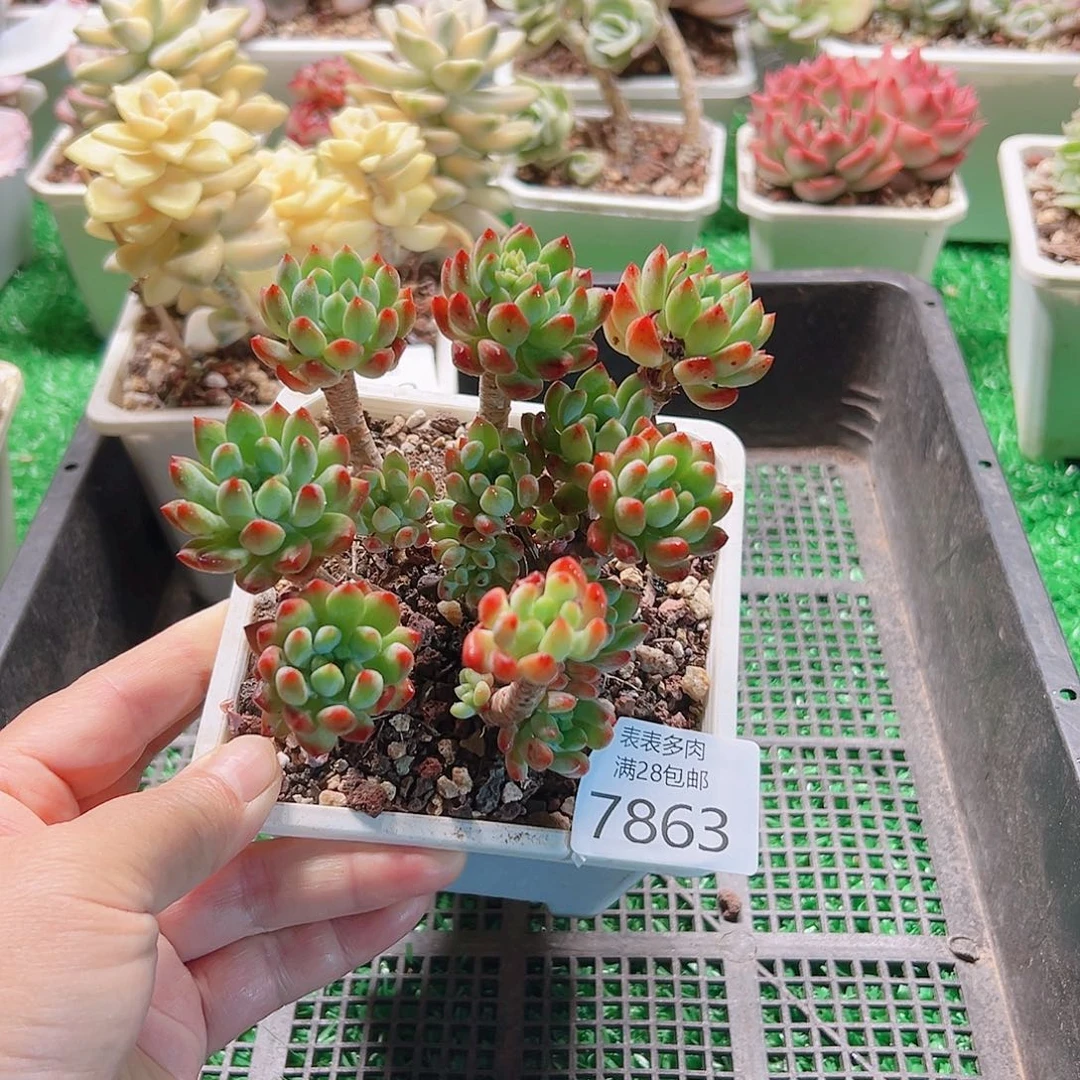 无花朵多肉一物一拍7863