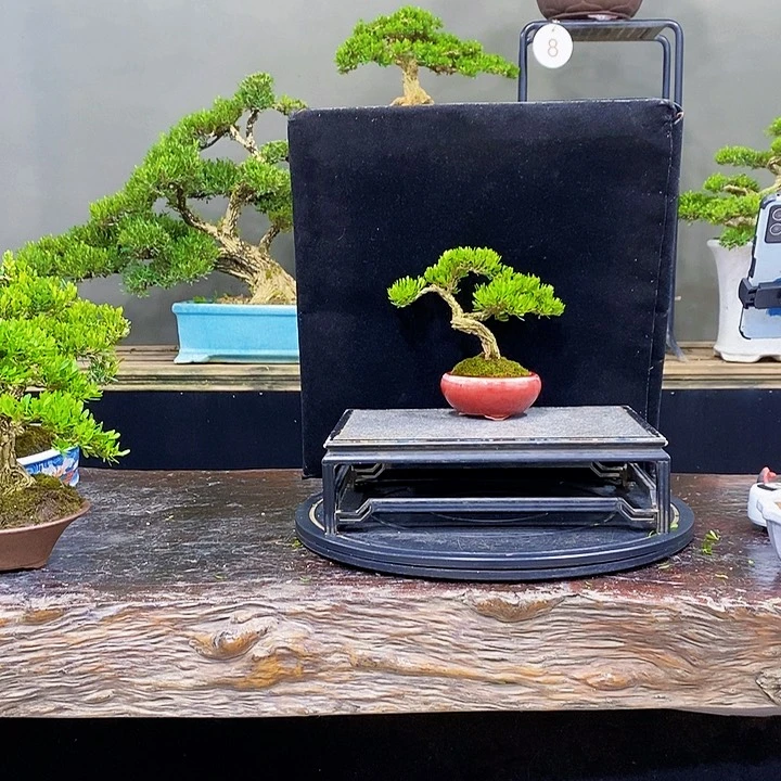 无花朵黄杨盆景四季常青