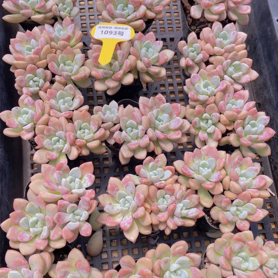 1093号 白鹭花斑鹭老桩大群生一个
