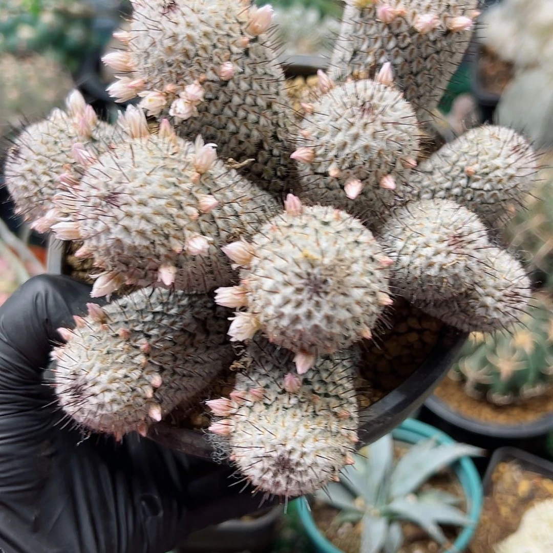 无根直刺佩蕾群16公分