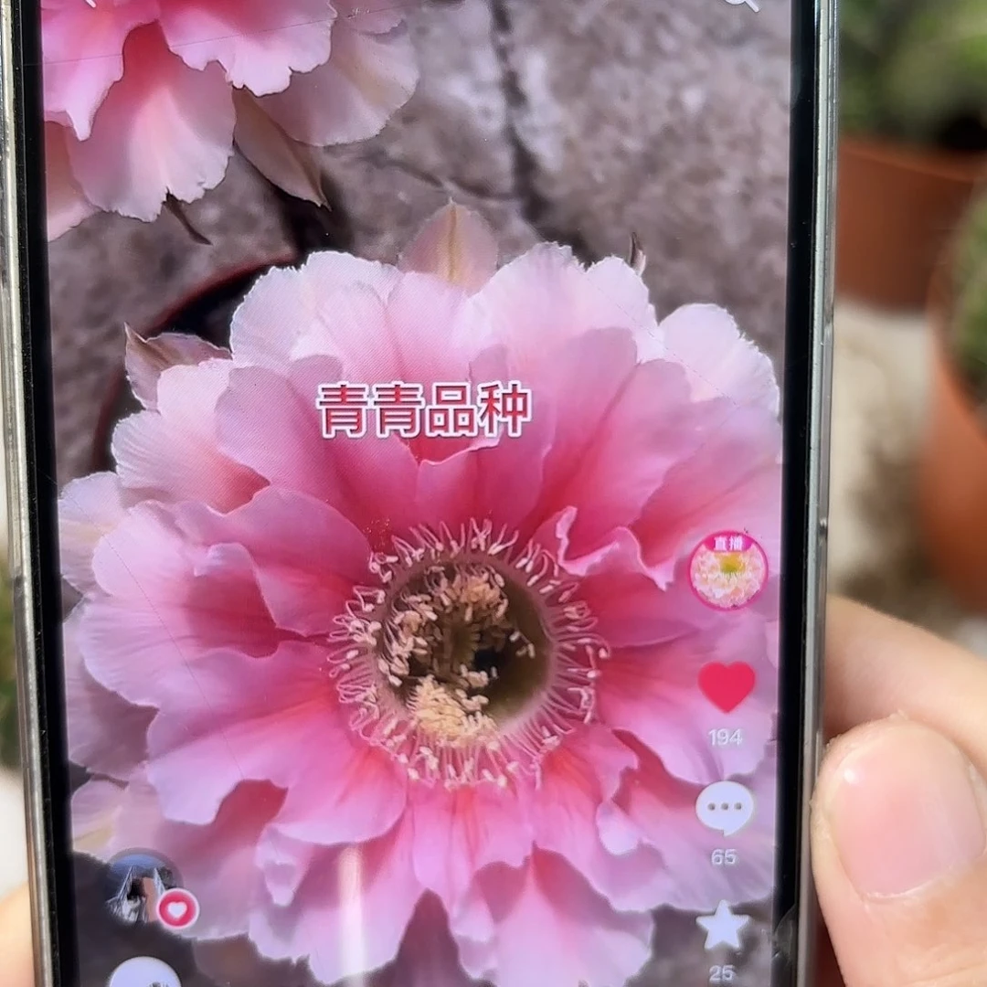 彩草珊瑚5.5公分左右