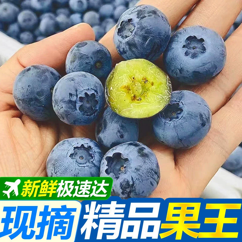蓝莓特大果15-18新鲜采摘应季花香蓝莓 酸甜爆汁100g/盒
