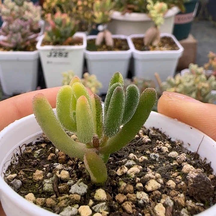阴阳钻石黄锦植物枝干