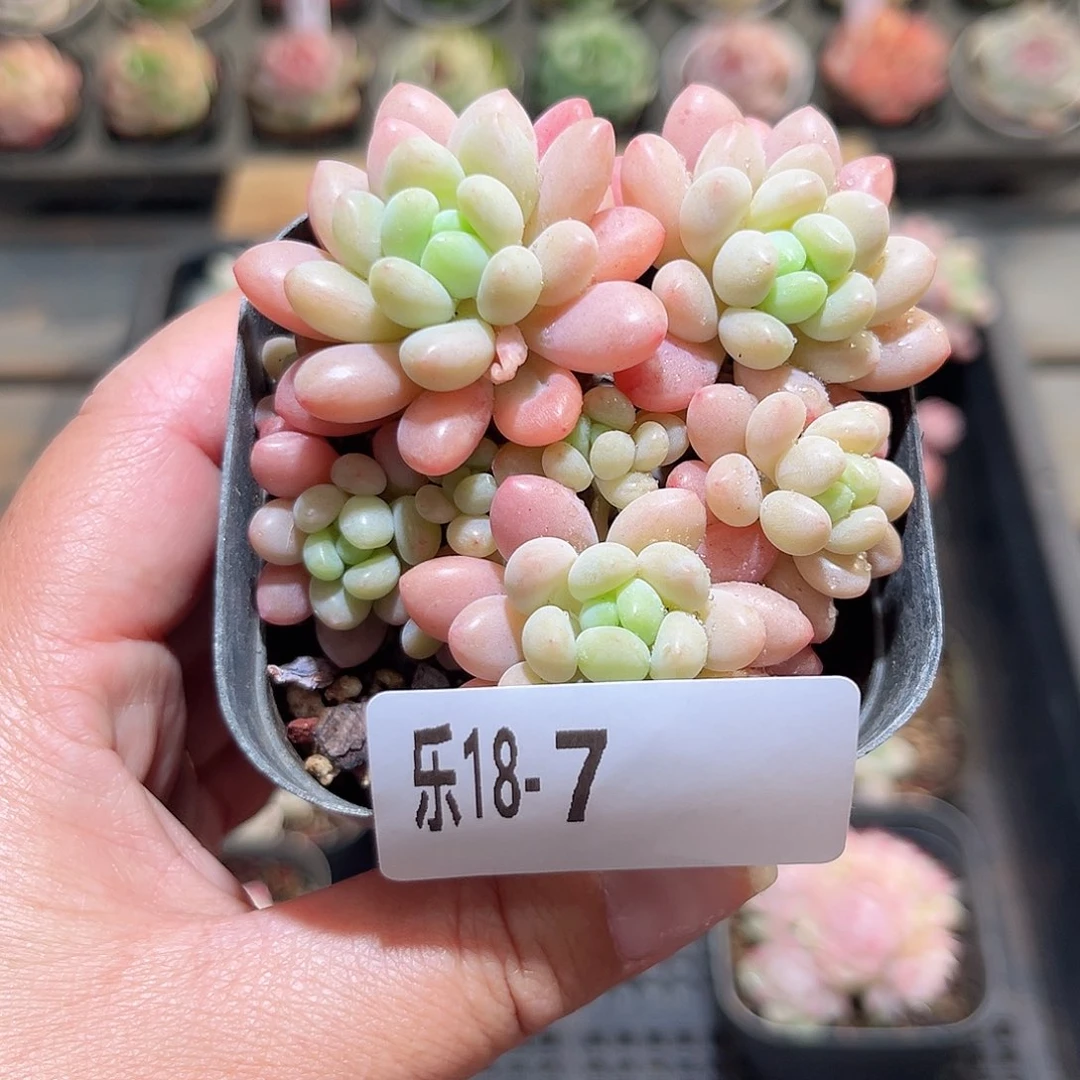 木乐18-7洛可可不包整
