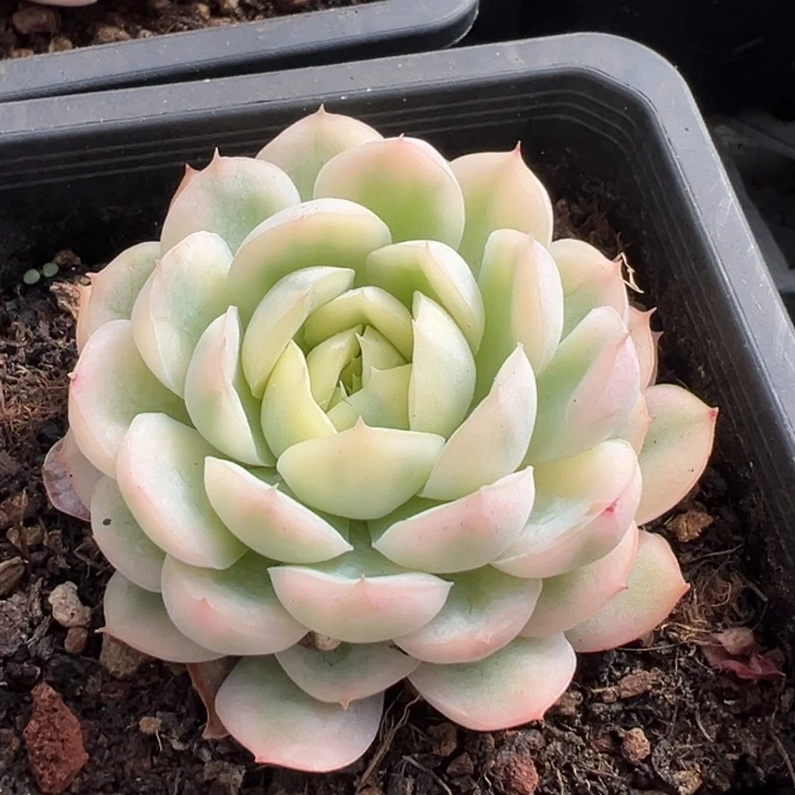 草莓冰锦一物一拍锦龙