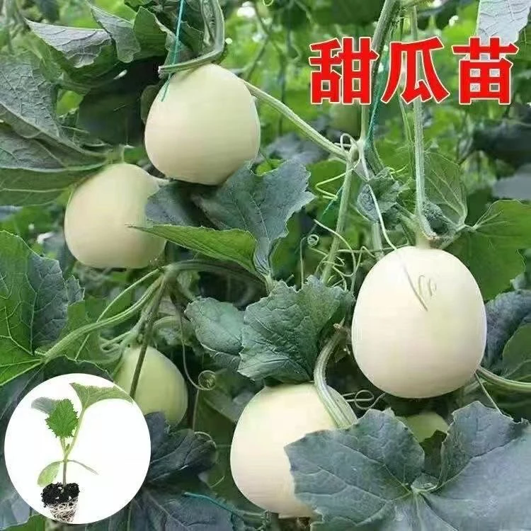 羊角蜜香瓜苗冰糖甜瓜苗白皮蜜罐甜瓜苗绿宝石苗早熟超甜盆栽地栽