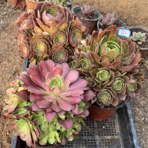 882多肉植物组合