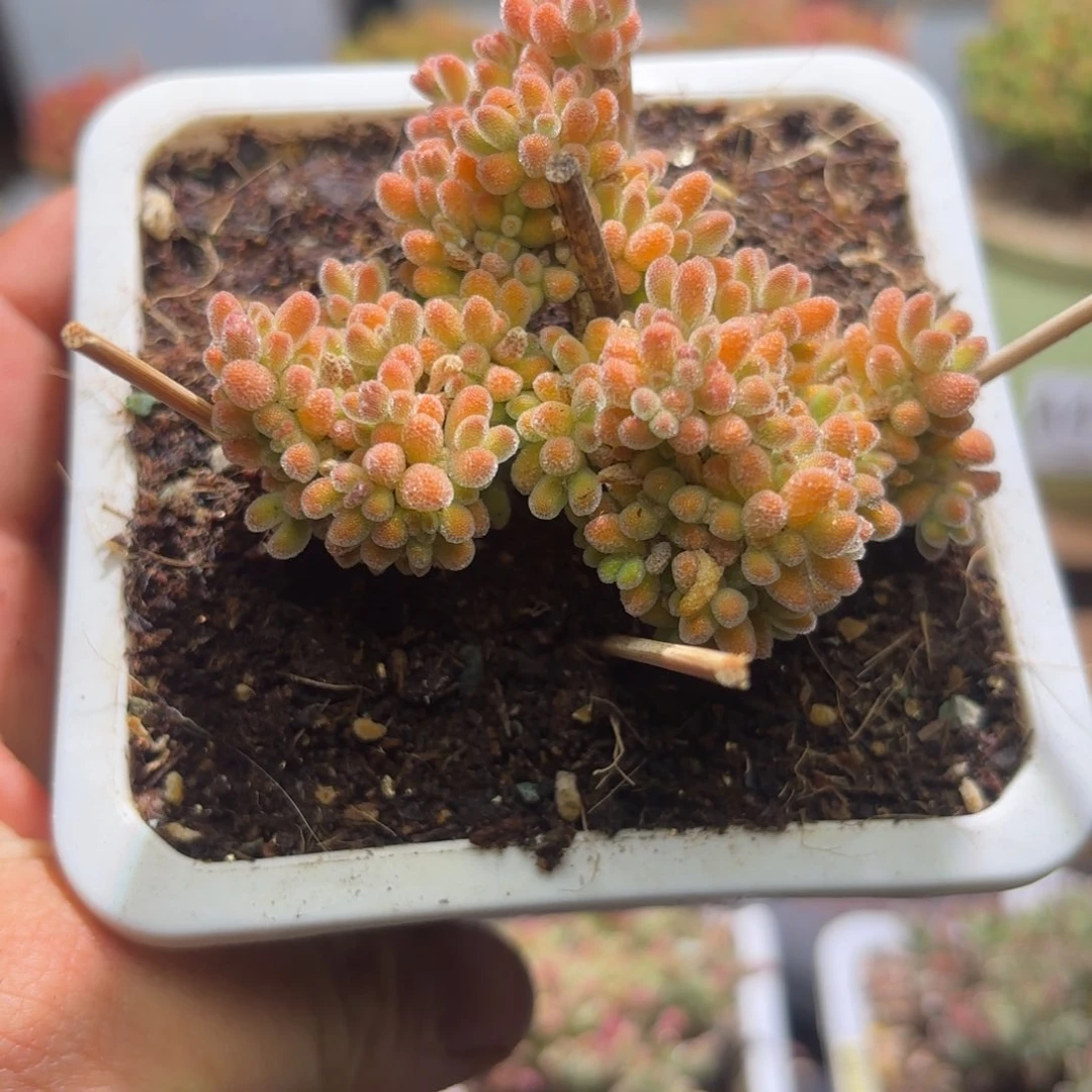 闪购商品冰橙A547