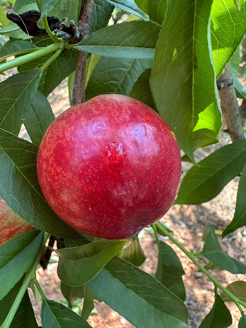 新鲜现摘大油桃酸甜脆爽当季水果优选