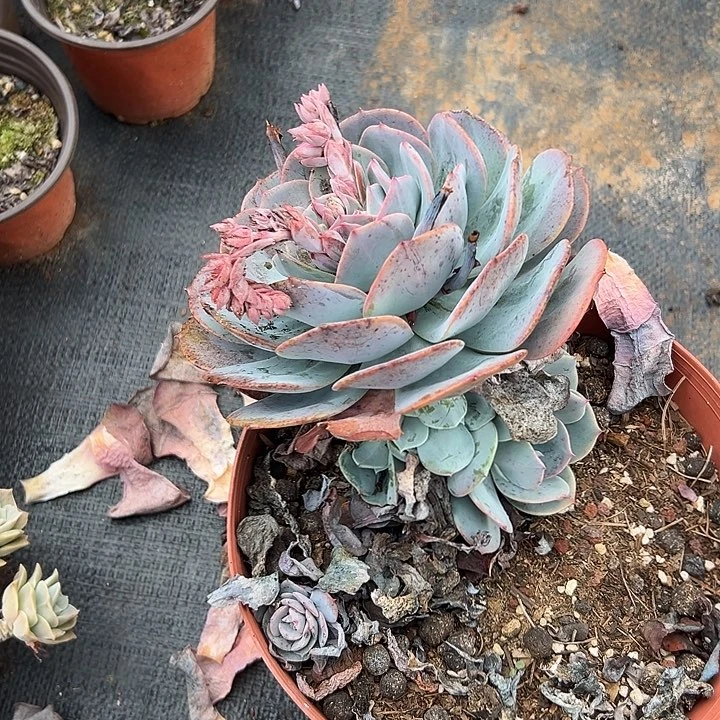 凌***g多肉植物实物56