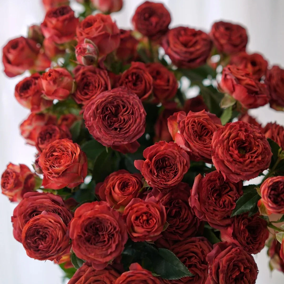 瑞雪【复古泡泡俏可力10支】云南鲜花送礼基地直发玫瑰花礼品