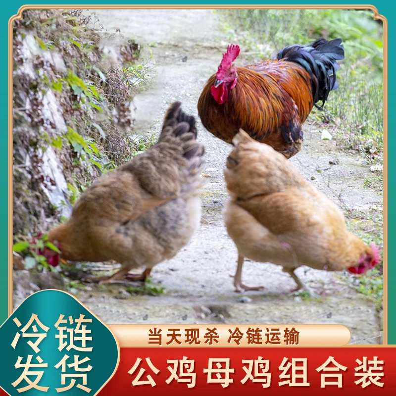 【润杰】组合装 3只母鸡+赠1只公鸡净膛 4只净重10-11斤