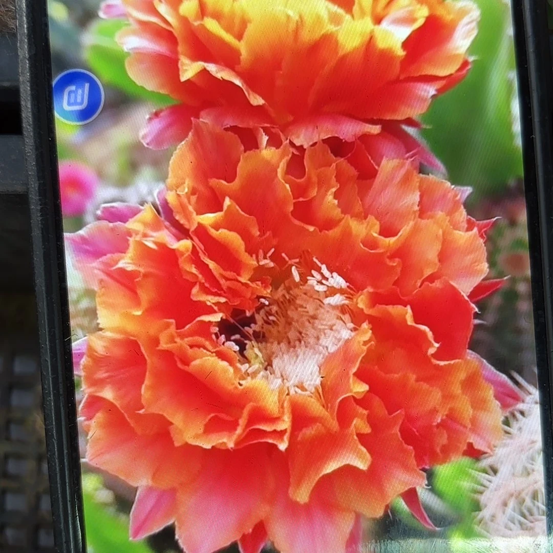 千层淑彩颗側牙20包郵仙人球17