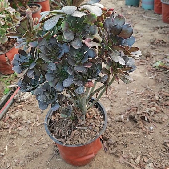 灰圆叶加急发货了3