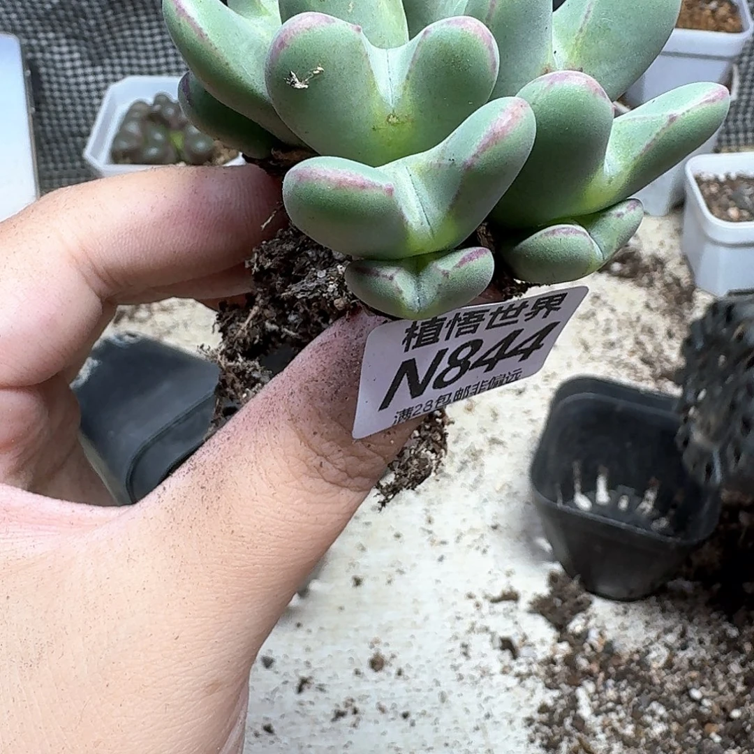 多肉植物的润泽出v