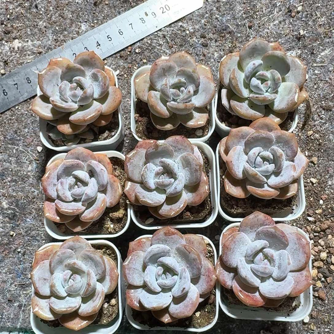 婷儿一物一拍专拍链接