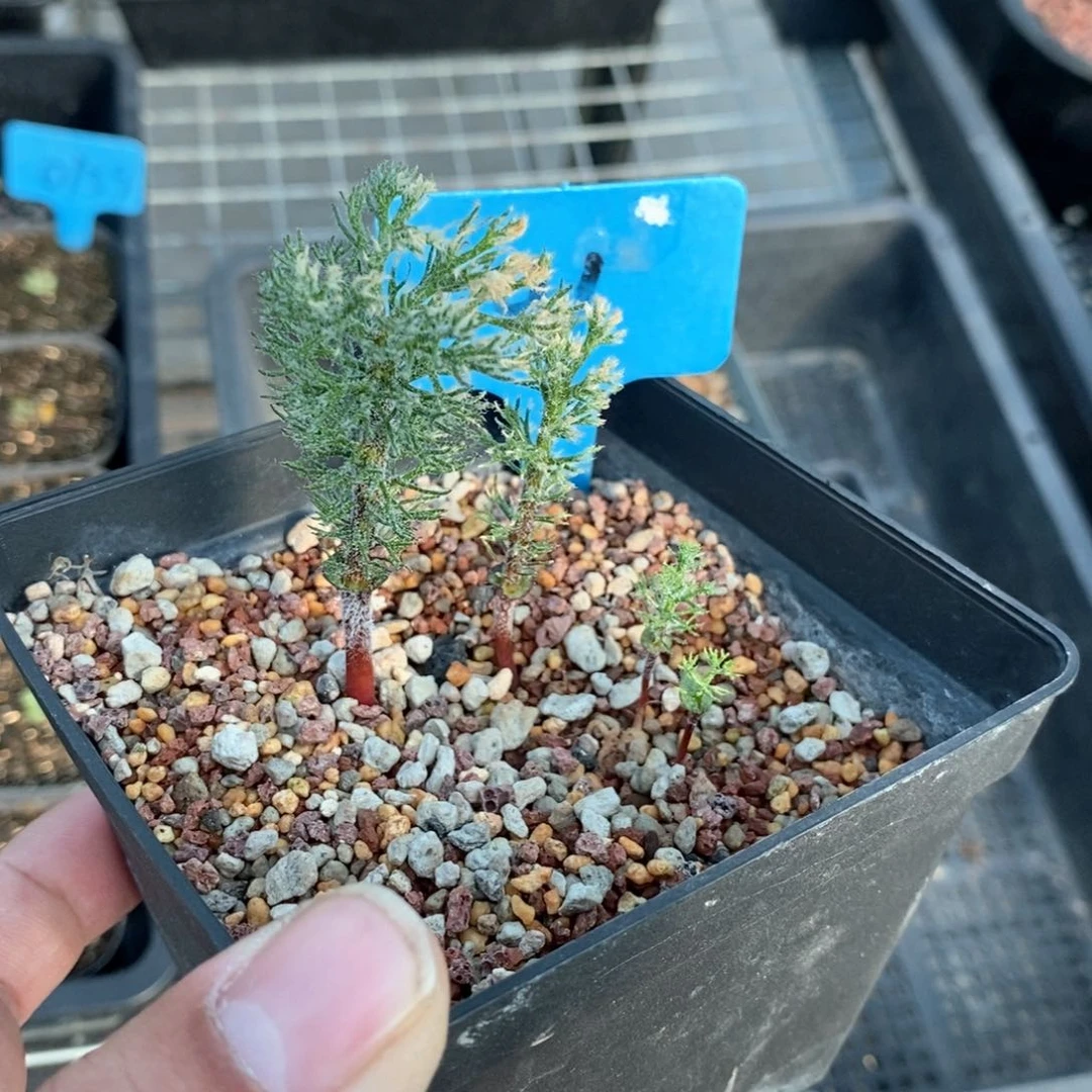 鸡毛掸雾冰玉多肉植物