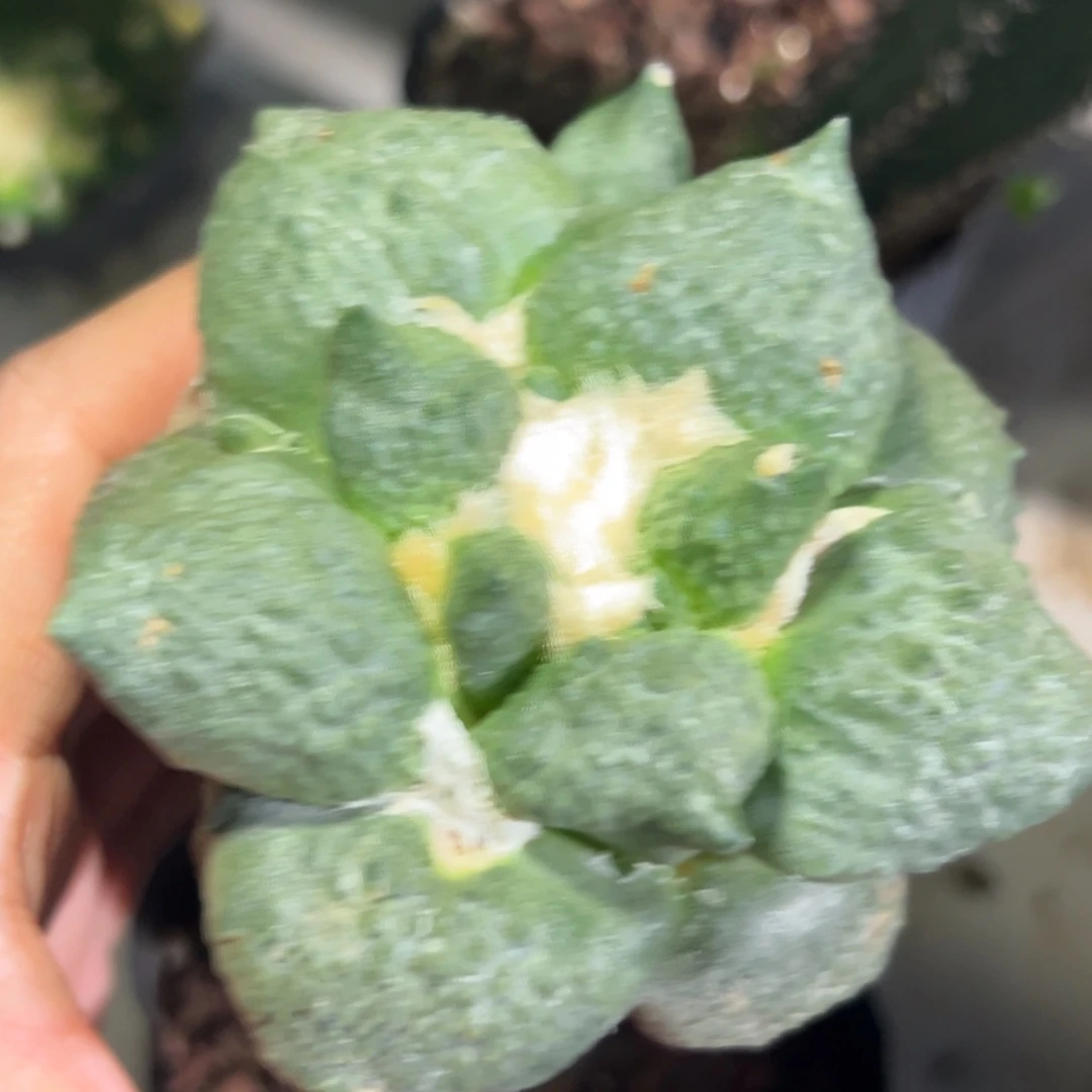 424，仙人球的世界里