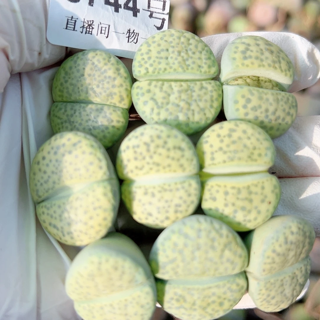 8744 好养易活生石花大母本9个2-2.5cm左右