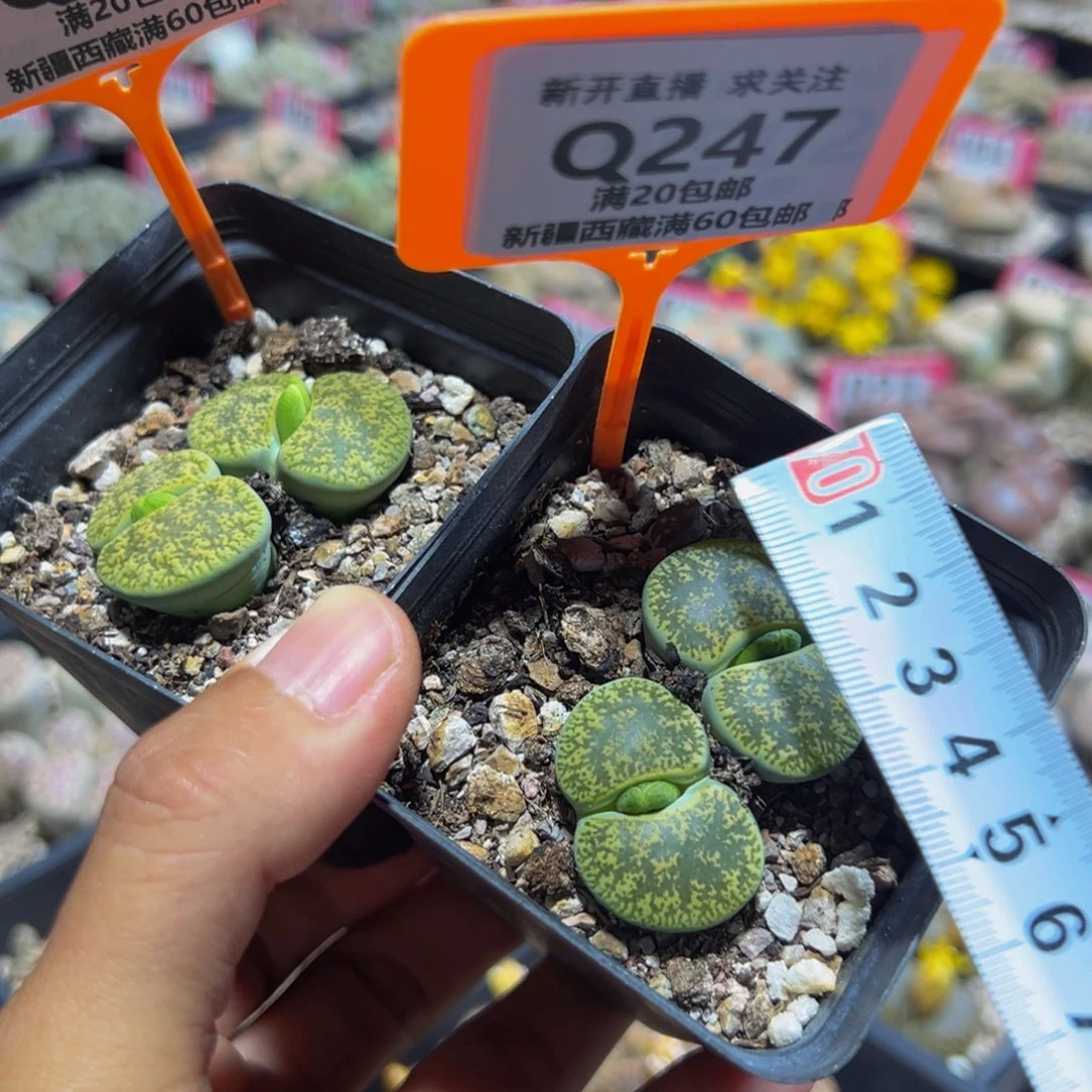 246.247 一物一拍，默认有伤，介意勿拍，不退不换