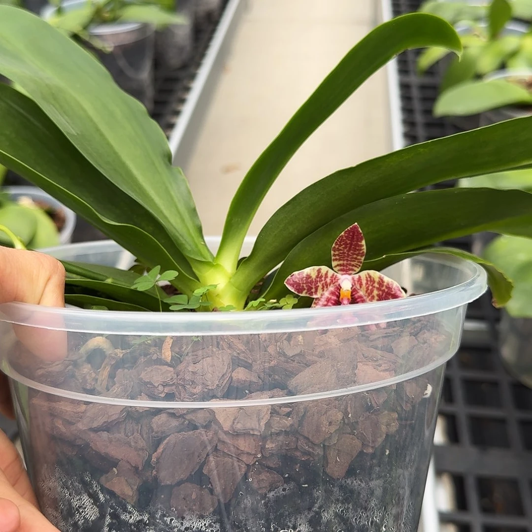 无花朵爪哇交路德7寸