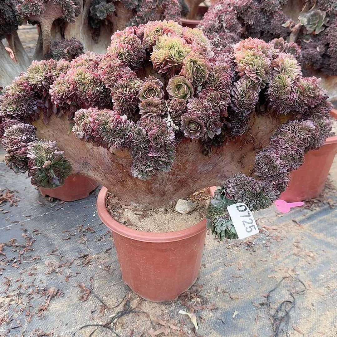 淄****生725万缀有伤一颗