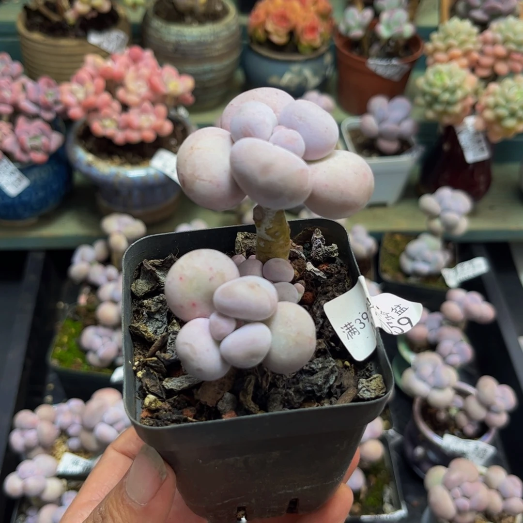2059芭比奶酪5cm多肉