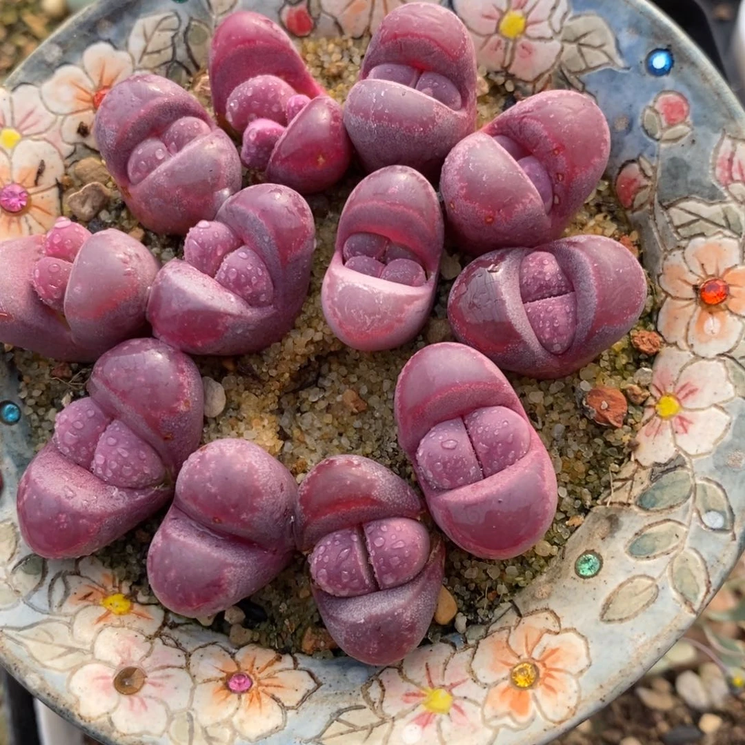 红大内1颗红大内