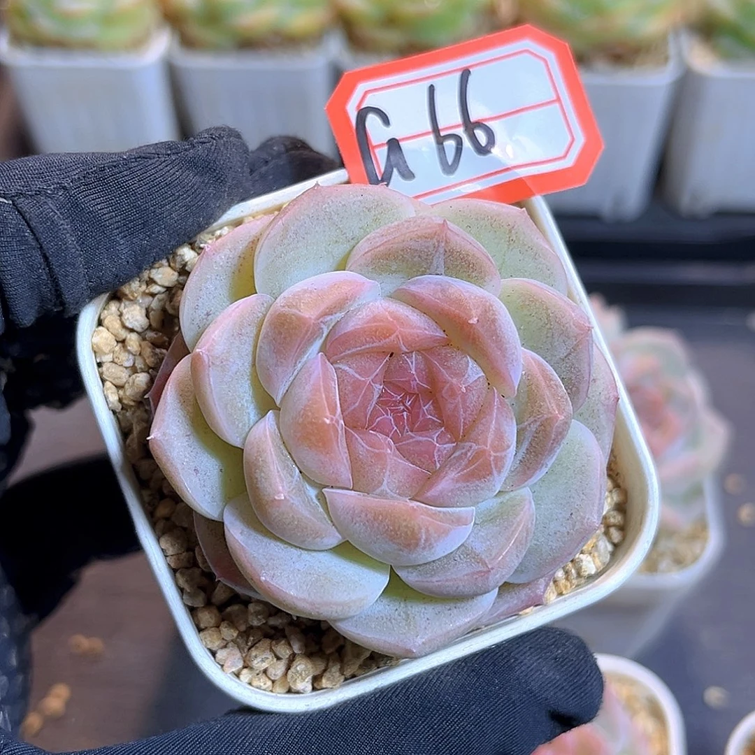 G66 一物一拍 冰岛