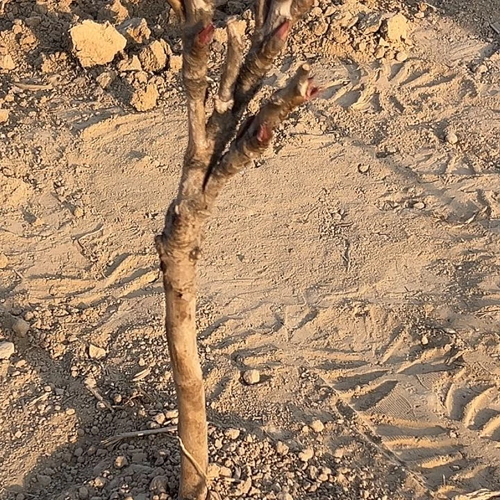 用***0完全开放圣代中颗