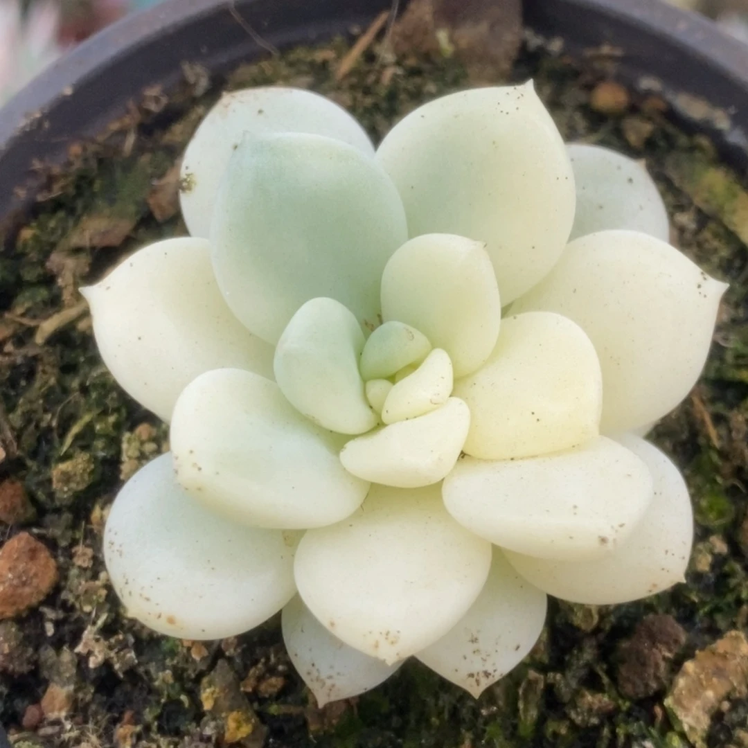 300新香水锦锦锦锦锦锦