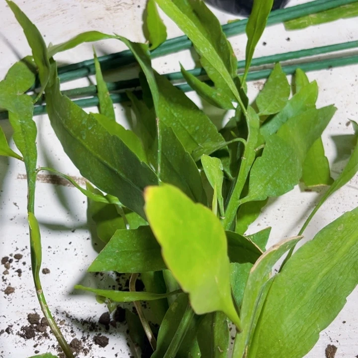 当前无花栽培后可以开花70