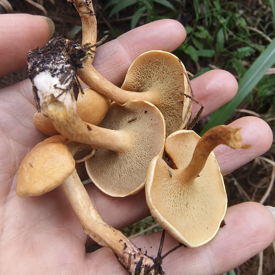 贵州红乳牛肝菌美味十足适合火锅炖汤滑滑菌可新鲜发货顺丰