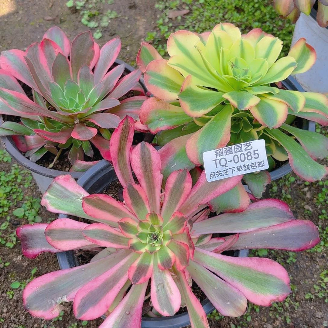 女妖桃夭特斯拉多肉植物85