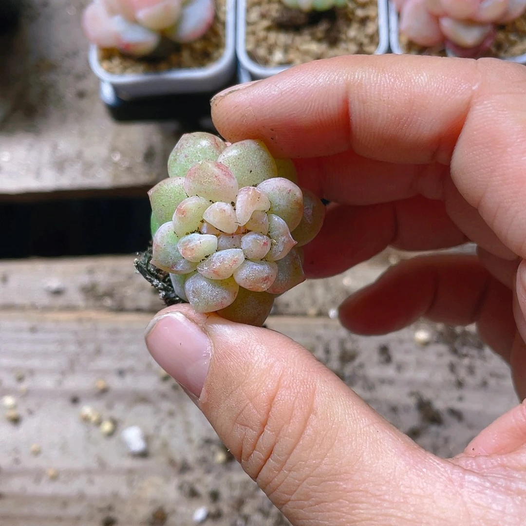 不****?双心桃坞一个满25包邮