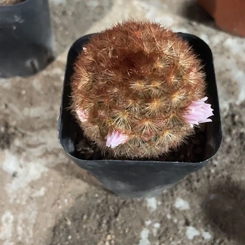 红刺嘉文丸带花苞福利