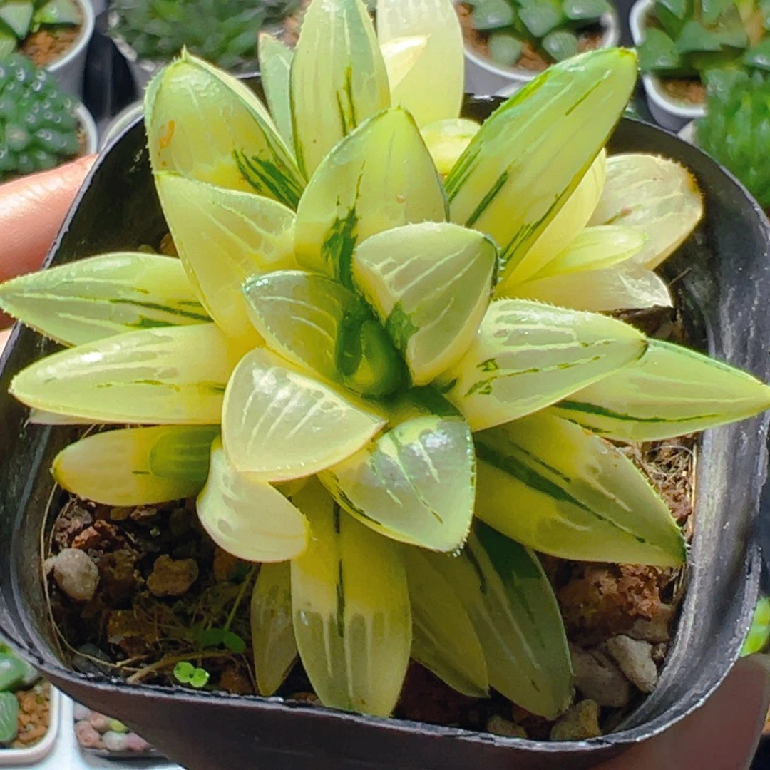 完美姬寿锦多肉多肉