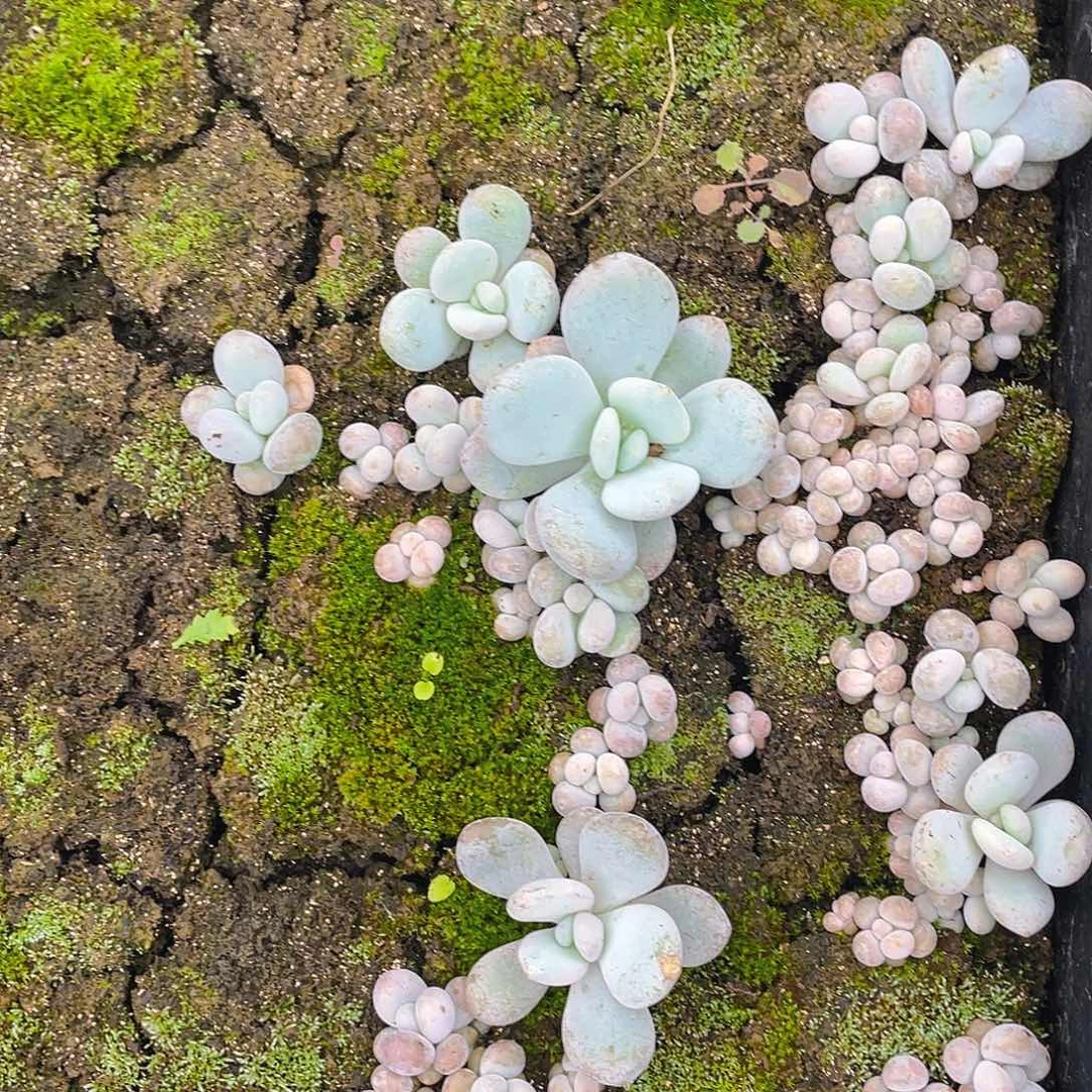 多肉植物多肉植物348