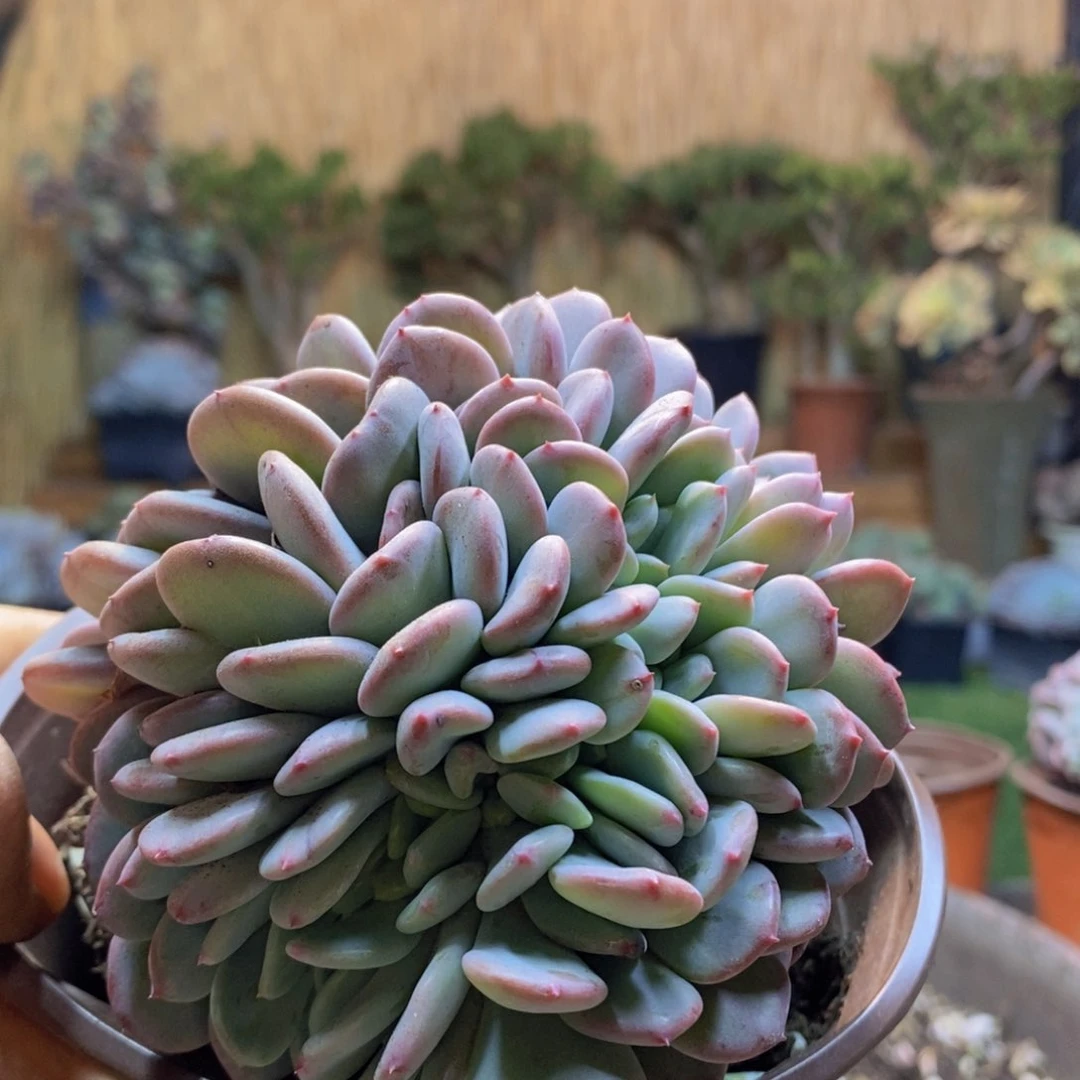 y****?D152号玛瑙缀多肉