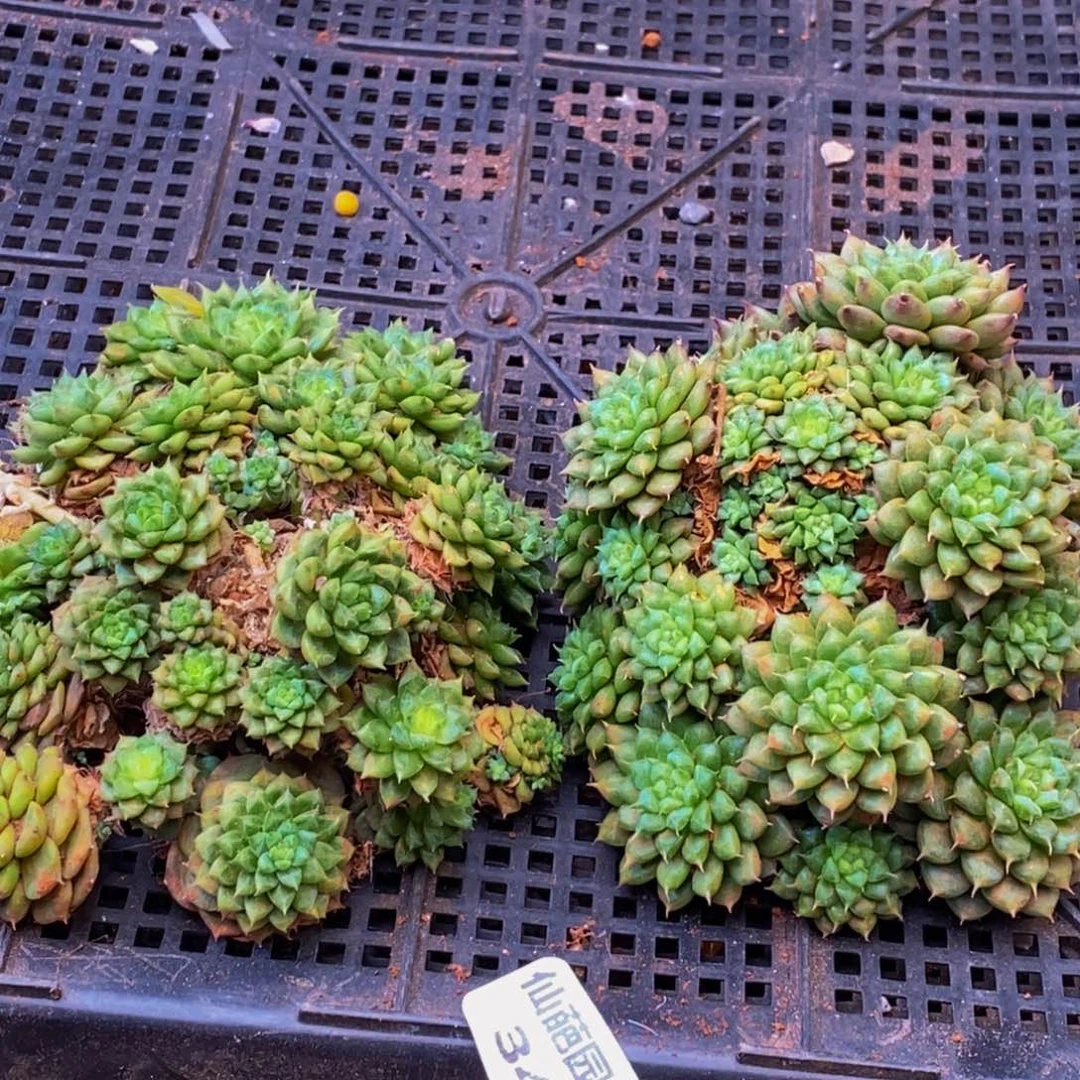 小***y341多肉植物保护研究所所长