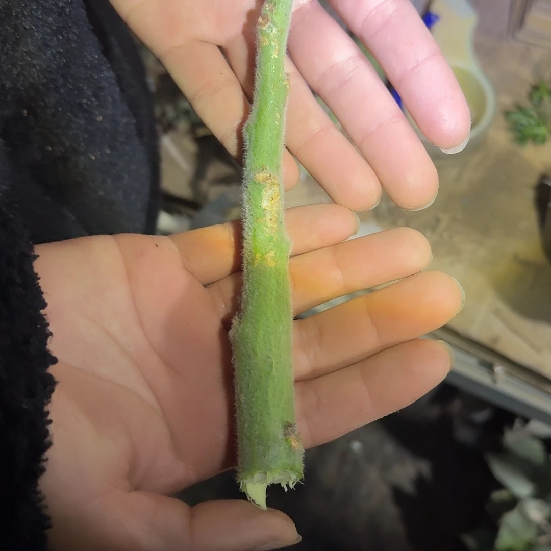 枝条 多肉植物 多肉植物