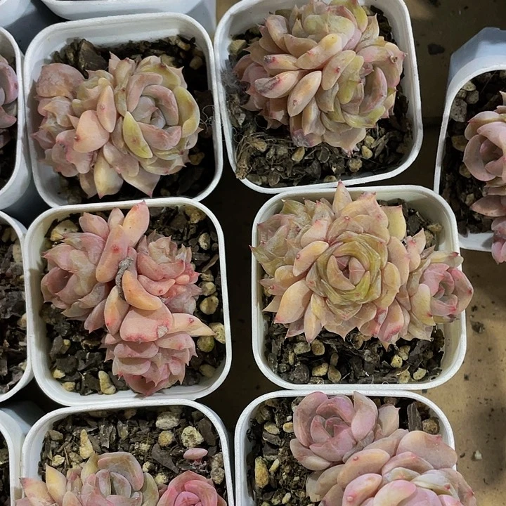 冰糖雪梨群2.8带盆