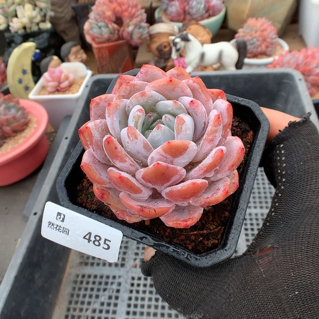 485胭脂橙多肉植物666